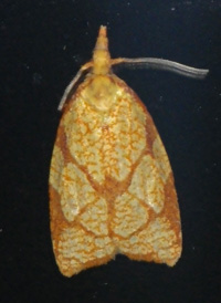 Reticulated Fruit Tortrix